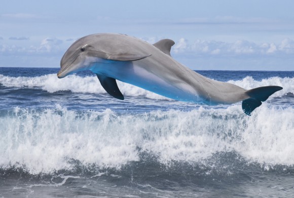 jumping dolphin